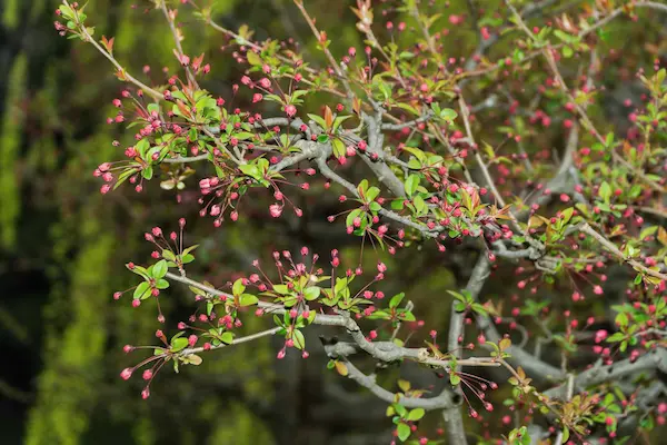 Pink blossoms (1)